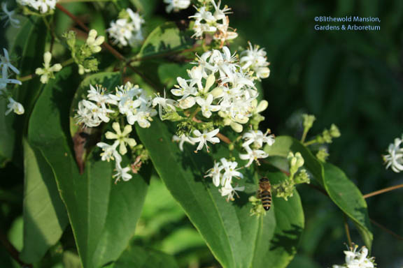 Seven-son flower (Heptacodium miconioides)