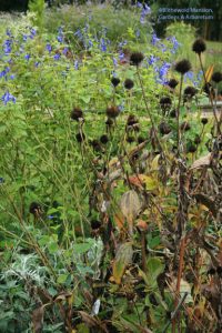 Echinacea seed heads and Salvia guaranitica