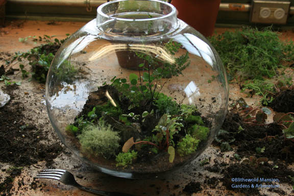 Terrarium rehab - Blithewold