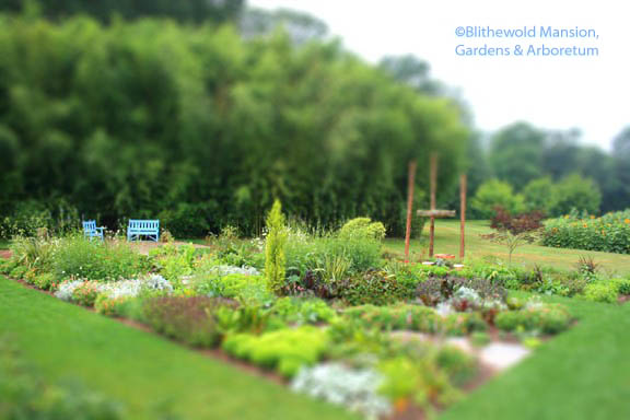 July tiltshift in the Display Garden