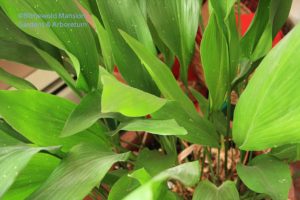 Aspidistra eliator