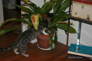 evidence of kittens and sunburn on my aspidistra