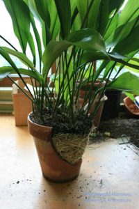 An aspidistra break out