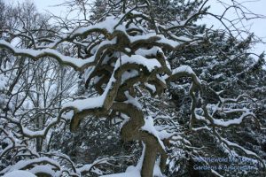 Camperdown Elm