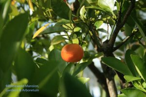 a tart Calamondin orange