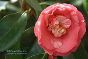 Camellia chandlerei - a perfect old fashioned Valentine