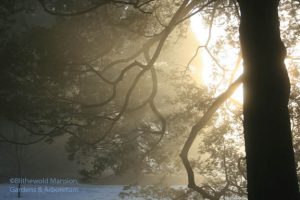 Chamaecyparis backlit