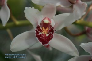 Cimbidium orchid - it's been blooming for at least a month already