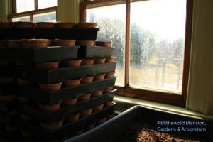 Coir pots ready for seeds