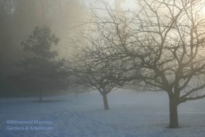 Crabapples in the spot light - February 