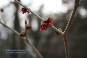 Hamamelis x intermedia 'Diane' - see the hearts? 