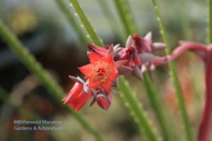 Echevaria x hybrida 'The Rose' (Dasylirion in the background) 