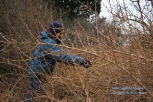 Gail picking Forsythia