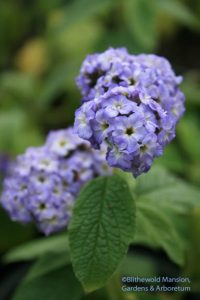 Heliotropium arborescens