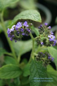 Heliotrope flower buds