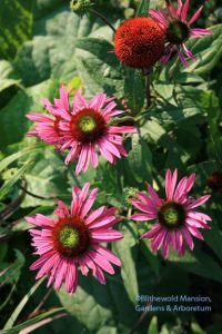 Echinacea purpurea 'Green Eyes'