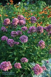 Phlox paniculata 'Natural Feelings'