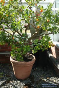 Julie pruning the Calamondin last year - it needs it again!