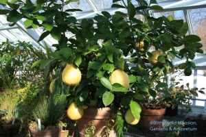 Citrus limon 'Ponderosa' (American Wonder Lemon)