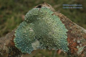 Lichen on a broken winterberry branch