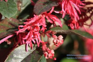 Loropetalum 'Razzleberri' - a member of the Witch hazel familiy (Hamamelidaceae) zone 8