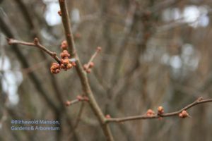 Quince buds 2-26-09