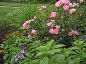 Heliotrope in the Rose Garden