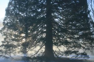 Giant Sequoia backlit