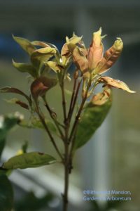 Osmanthus fragrans (Sweet olive)