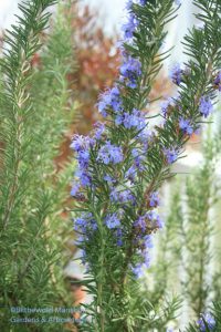 the bluest rosemary