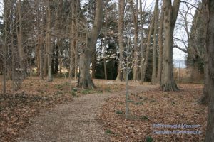 pockets of daffodils in the Bosquet