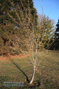 Cornelian cherry (Cornus mas)