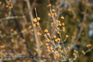 buds breaking on the Cornus mas