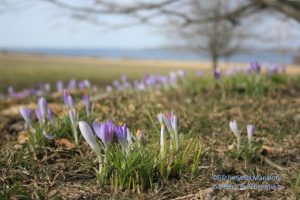 Crocus on the Great Lawn