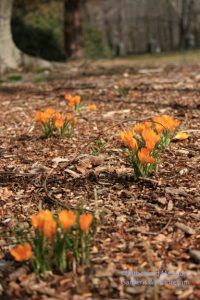 Crocus under the front lawn Beech