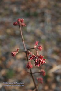 frostbit buds on the Dawn viburnum (V. bodnatense)