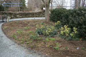 The dry shade bed - after