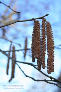 Purple leaf giant filbert (Corylus maxima 'Purpurea')