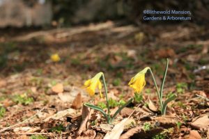 the very first daffs