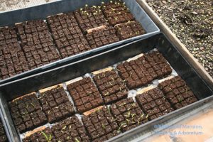 The Good Earth seedling blocks - sifted coir plus compost