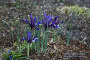 Iris reticulata in the North Garden - catch this one quick before it goes!