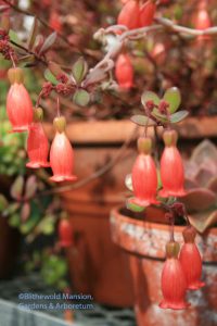 Kalanchoe manginii