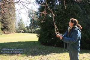 The Katsura has released its seeds