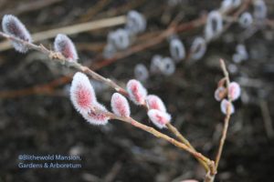 Salix chaenameloides 'Mt. Aso'