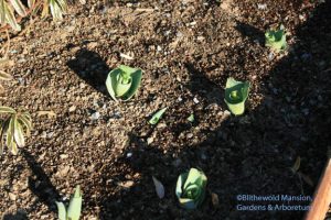 breakfast special: Tulip tops and buds