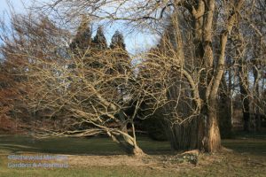 Crocus are coming up under the Osage orange and maple by the North Garden