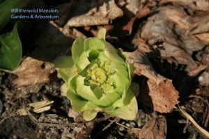 a brand new butterbur (Petasites japonicus) about the size of a cookie