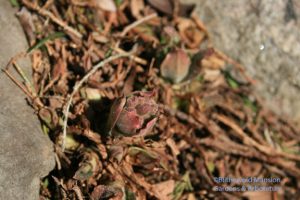 silvery fuzzy pulmonaria buds in the Rock Garden