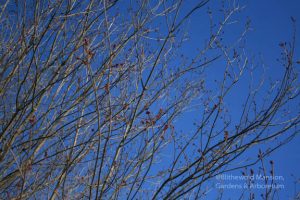 Red maple (Acer rubrum) buds