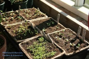 seedlings emerging